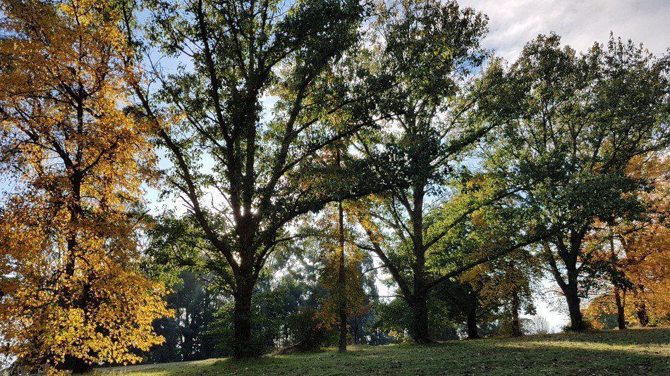 Images of the trees on the Olinda Golf course