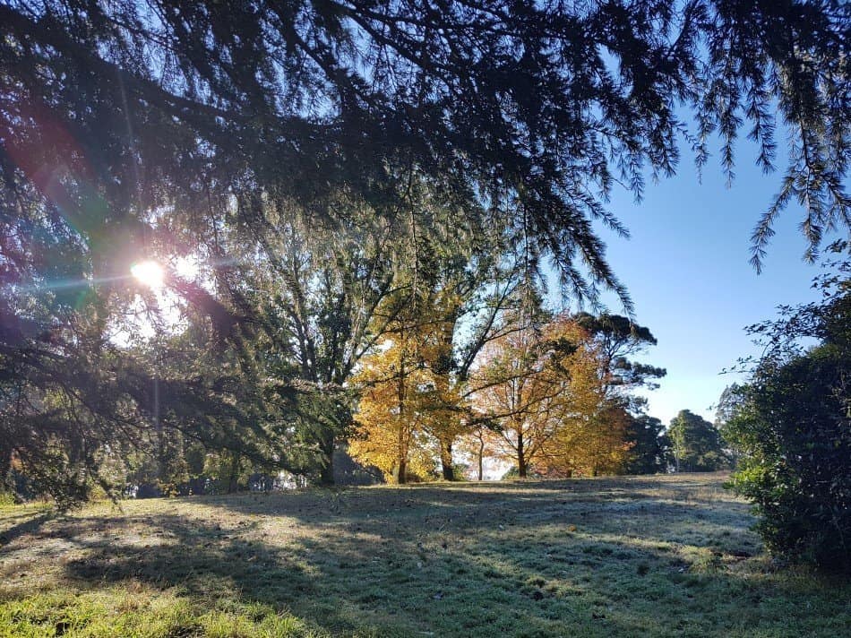 Image of trees to be removed from the Olinda Golf Course