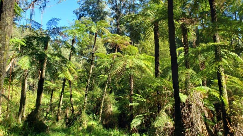 Bushwalks in the Dandenong Ranges National Park near Melbourne