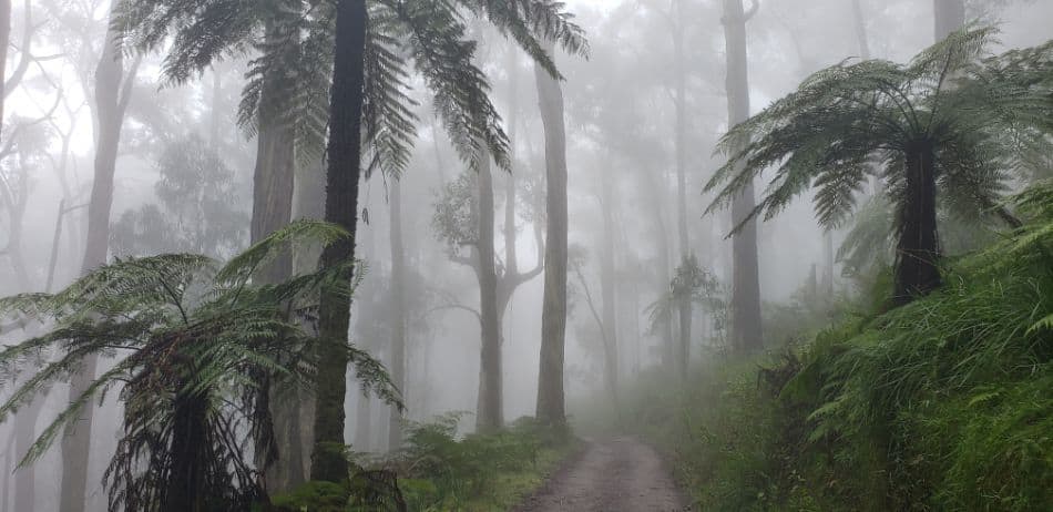 Camelia Track, leading to the Fire Trail/Glasgow Track in the Dandenong Ranges National Park