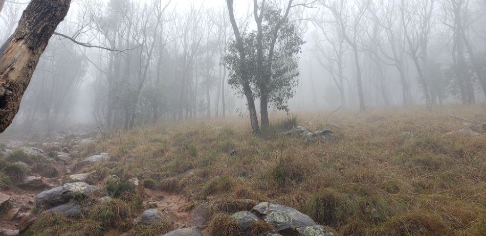 The Fire Trail, Mt Dandenong