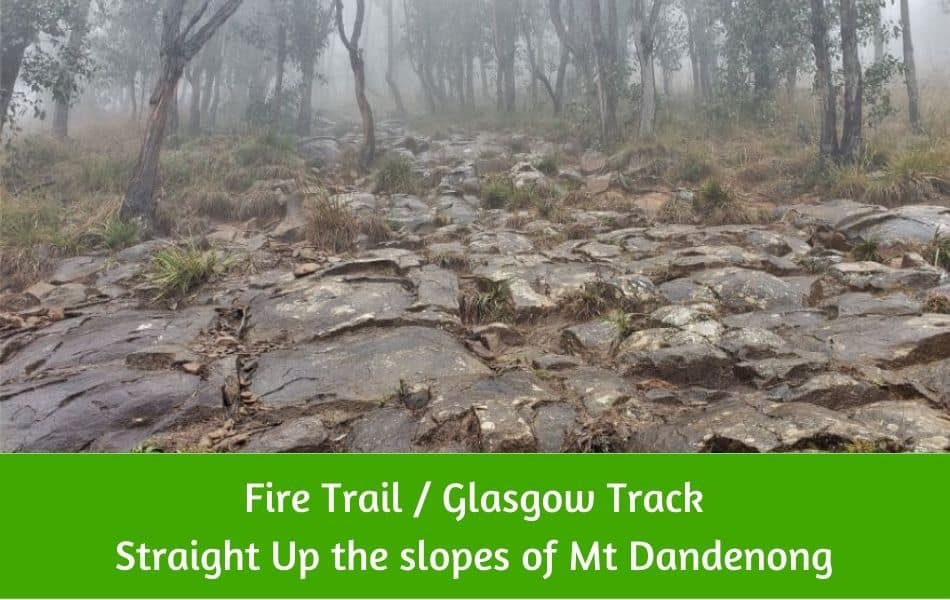 Fire Treail / Glasgow Track, Mt Dandenong, Melbourne